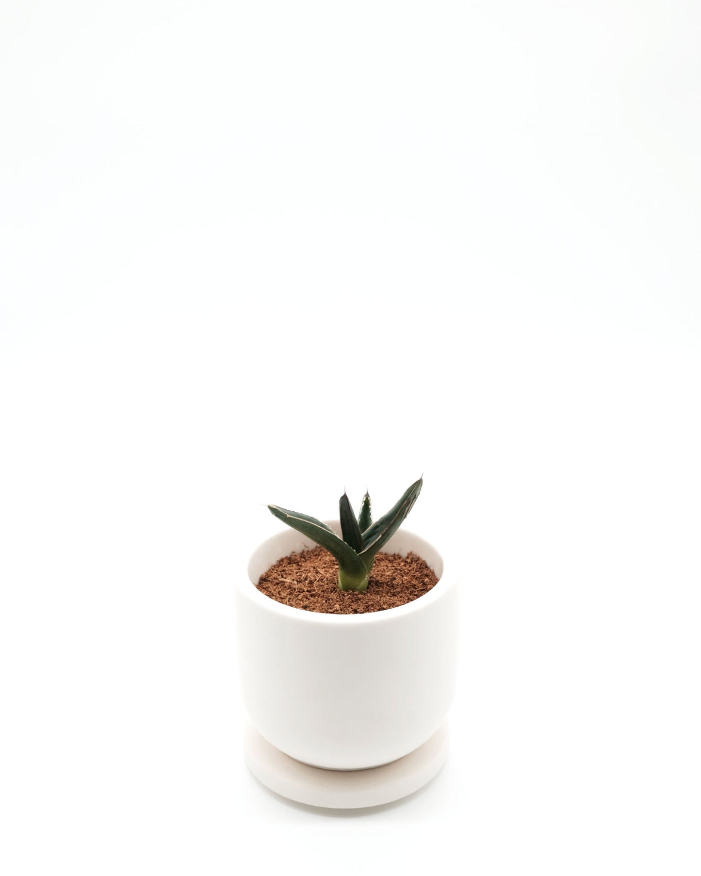 lumabloom Creme White - CandlePlant Set Reine Baumwolle candleplant candleplant set creme white duftkerze edelsteine kerze lumabloom pflanzensamen reine baumwolle weiß
