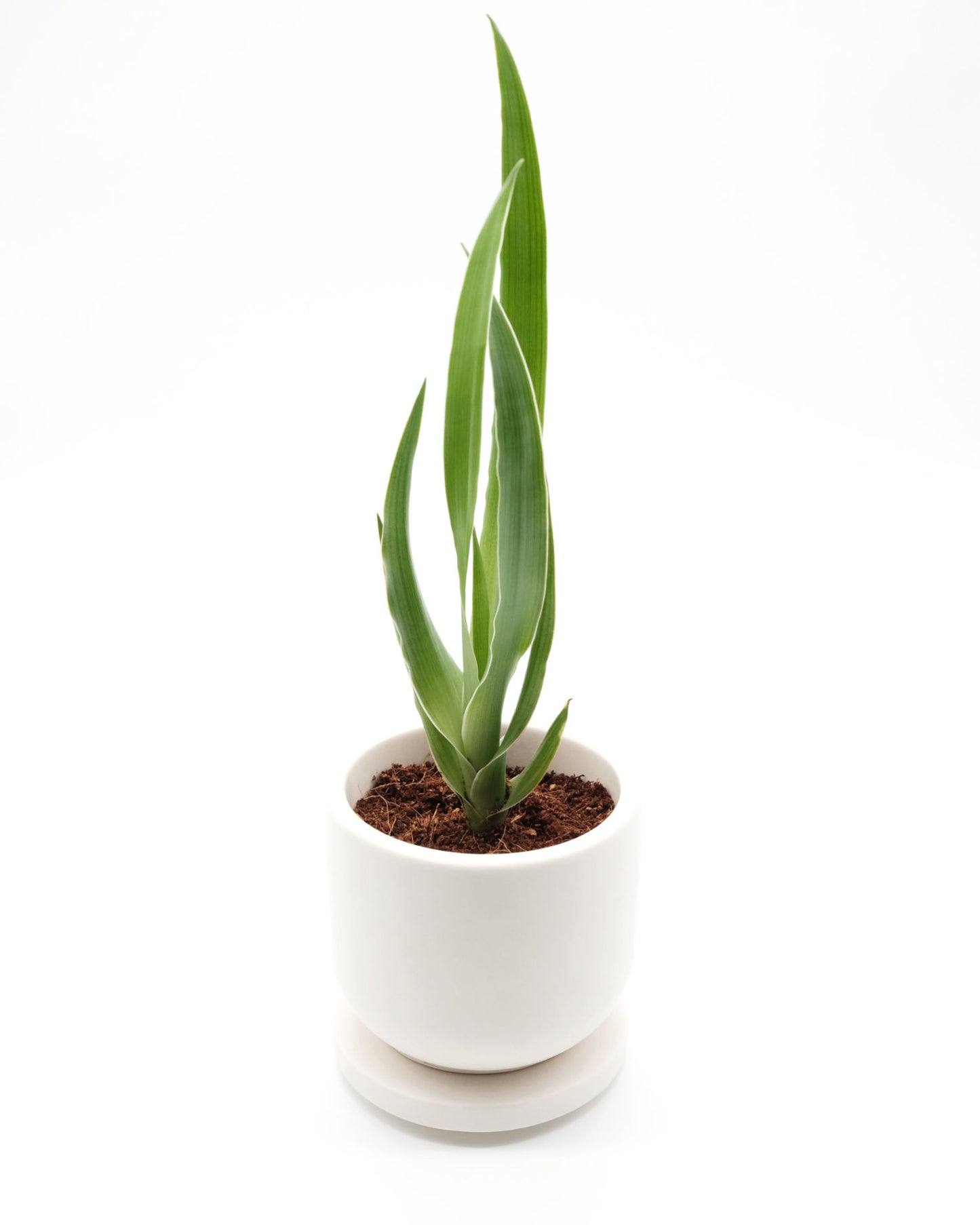 lumabloom Creme White - CandlePlant Set Reine Baumwolle candleplant candleplant set creme white duftkerze edelsteine kerze lumabloom pflanzensamen reine baumwolle weiß