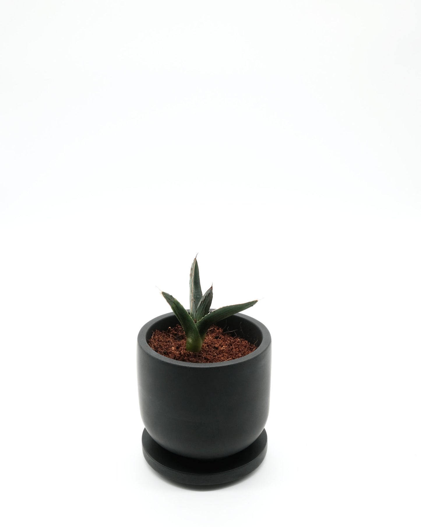 lumabloom Samt Black - CandlePlant Set Cremiger Cappuccino candleplant candleplant set cappuccino duftkerze edelsteine kerze lumabloom pflanzensamen samt black schwarz
