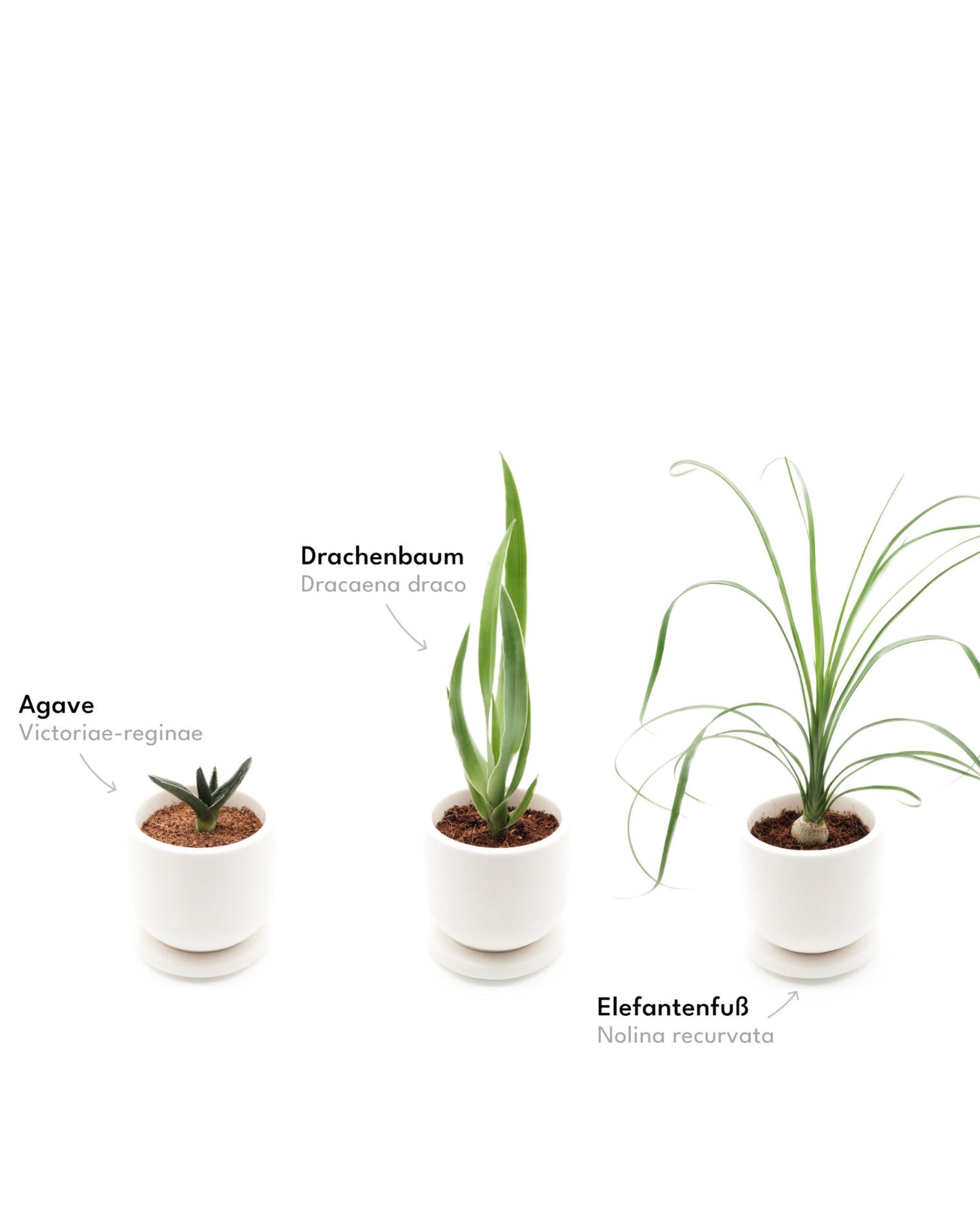 lumabloom Pflanzensamen mit Kokoserde Zubehör agave drachenbaum elefantenfuß kokoserde lumabloom pflanzensamen